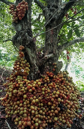 Baccaurea courtallensis 1