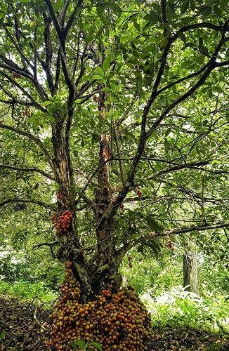 Baccaurea courtallensis 2