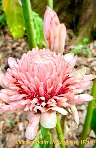 Torch Ginger- White