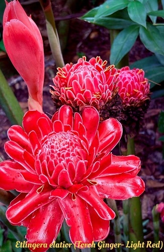 Zingiber species