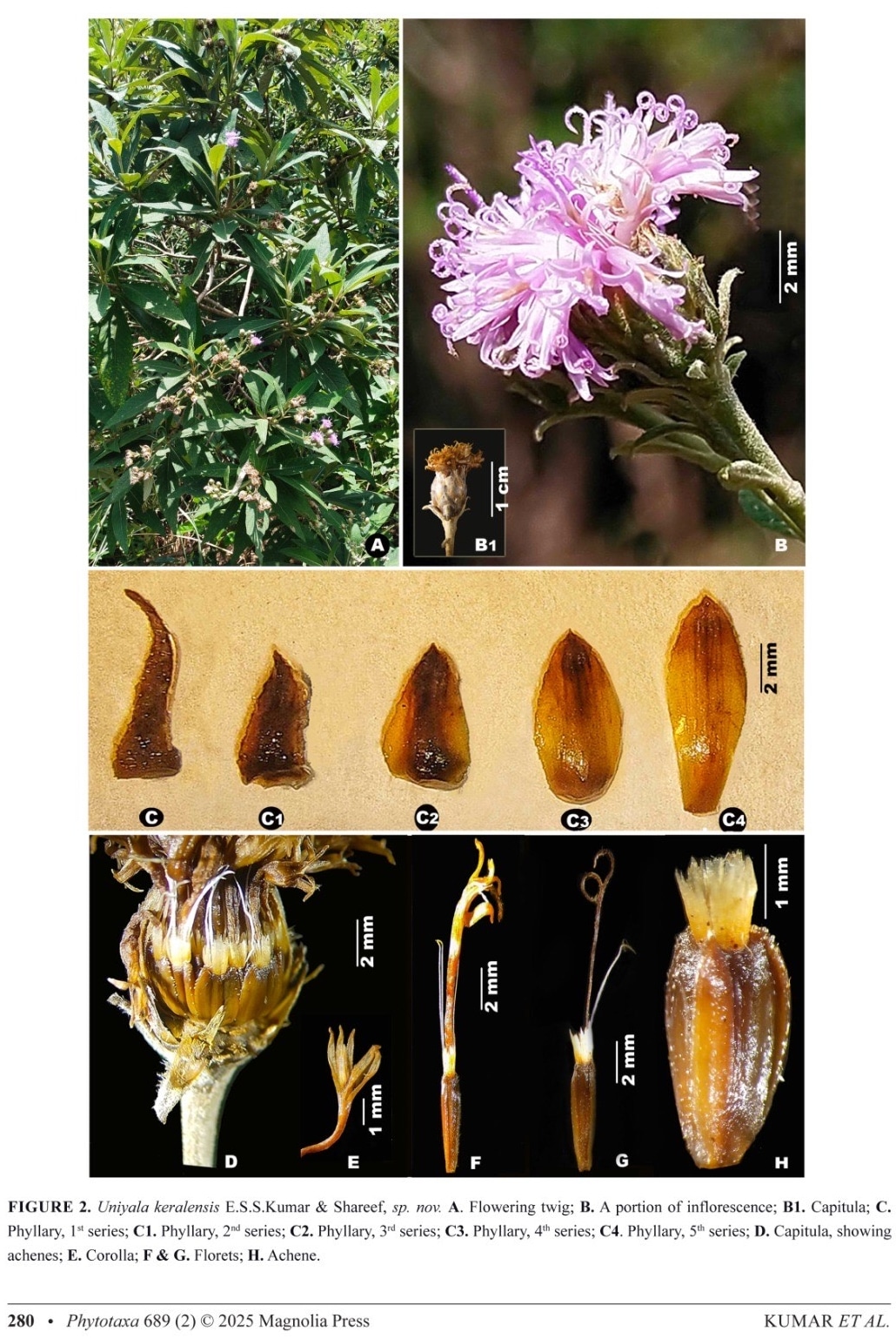 Uniyalakeralensis (Asteraceae)
